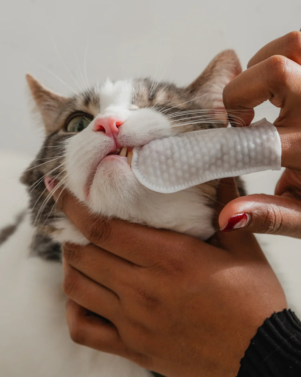 Dexypaws 100-Pack Dental Cleaning Finger Wipes for Cats