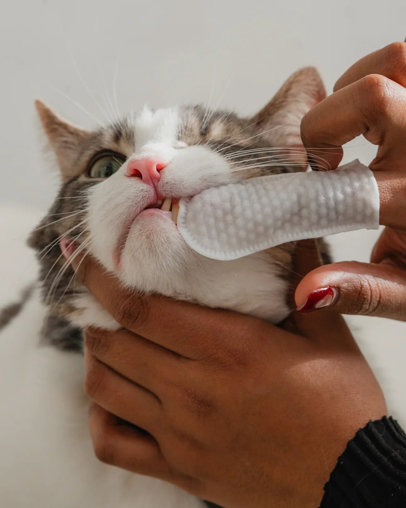 Dexypaws 100-Pack Dental Cleaning Finger Wipes for Cats